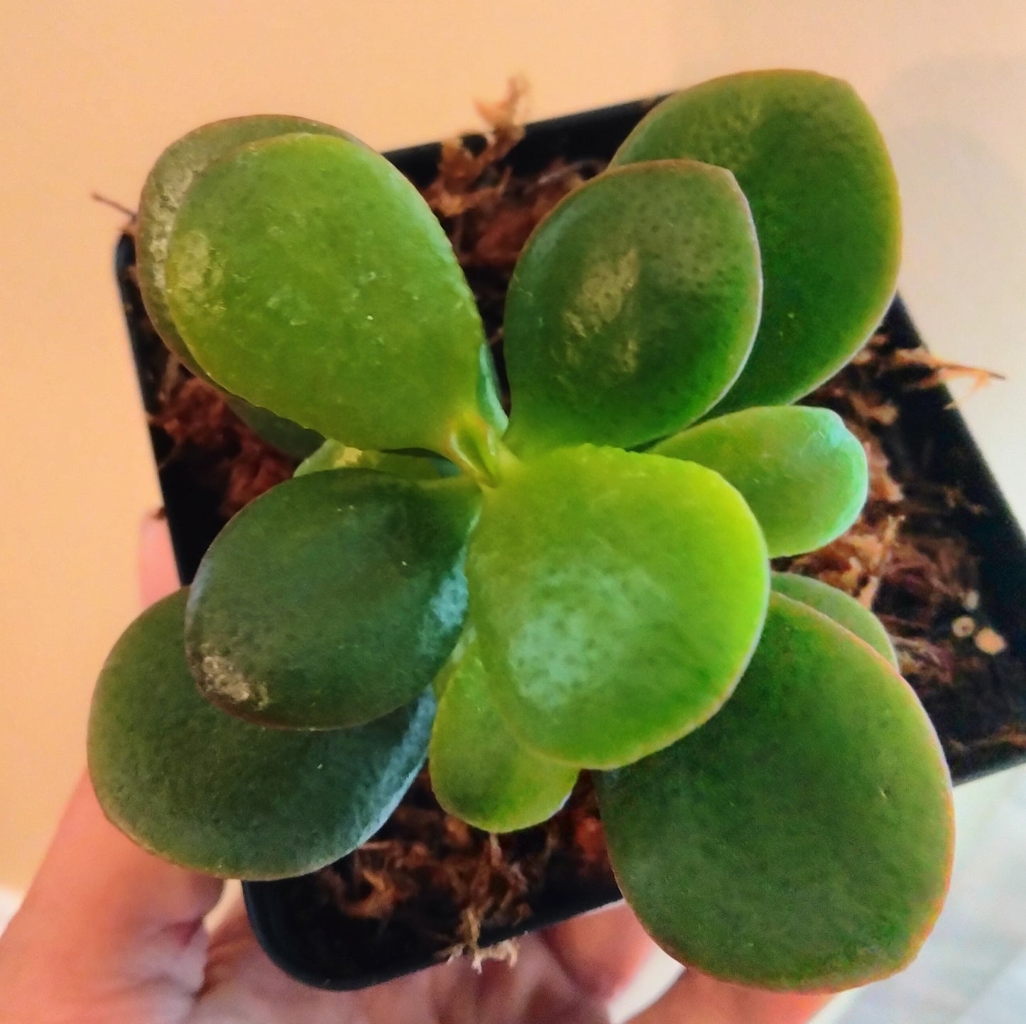 Jade plant