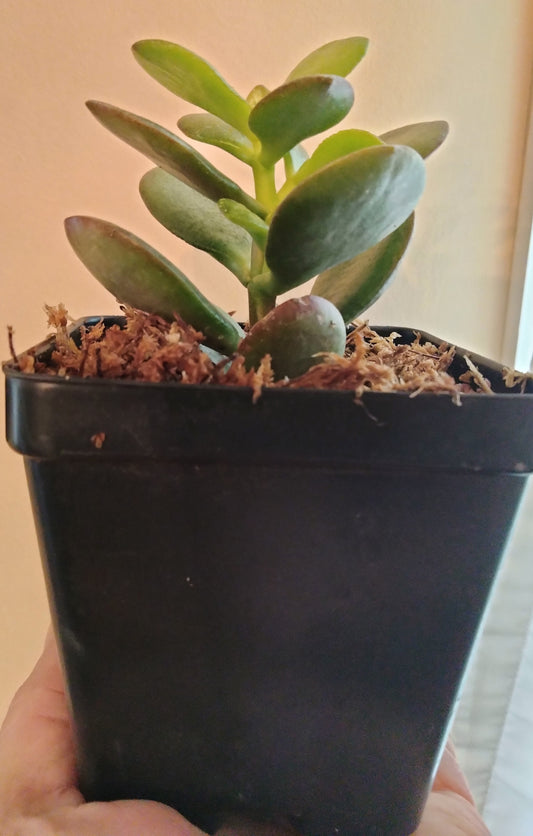 Jade plant