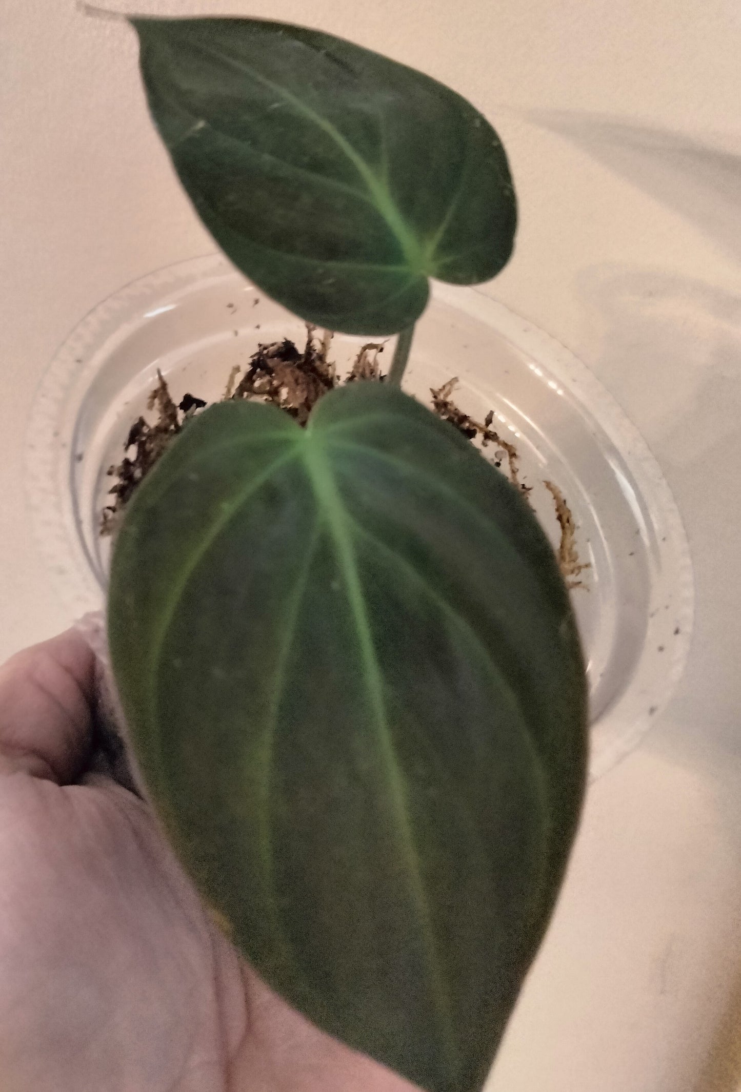 Mican Philodendron