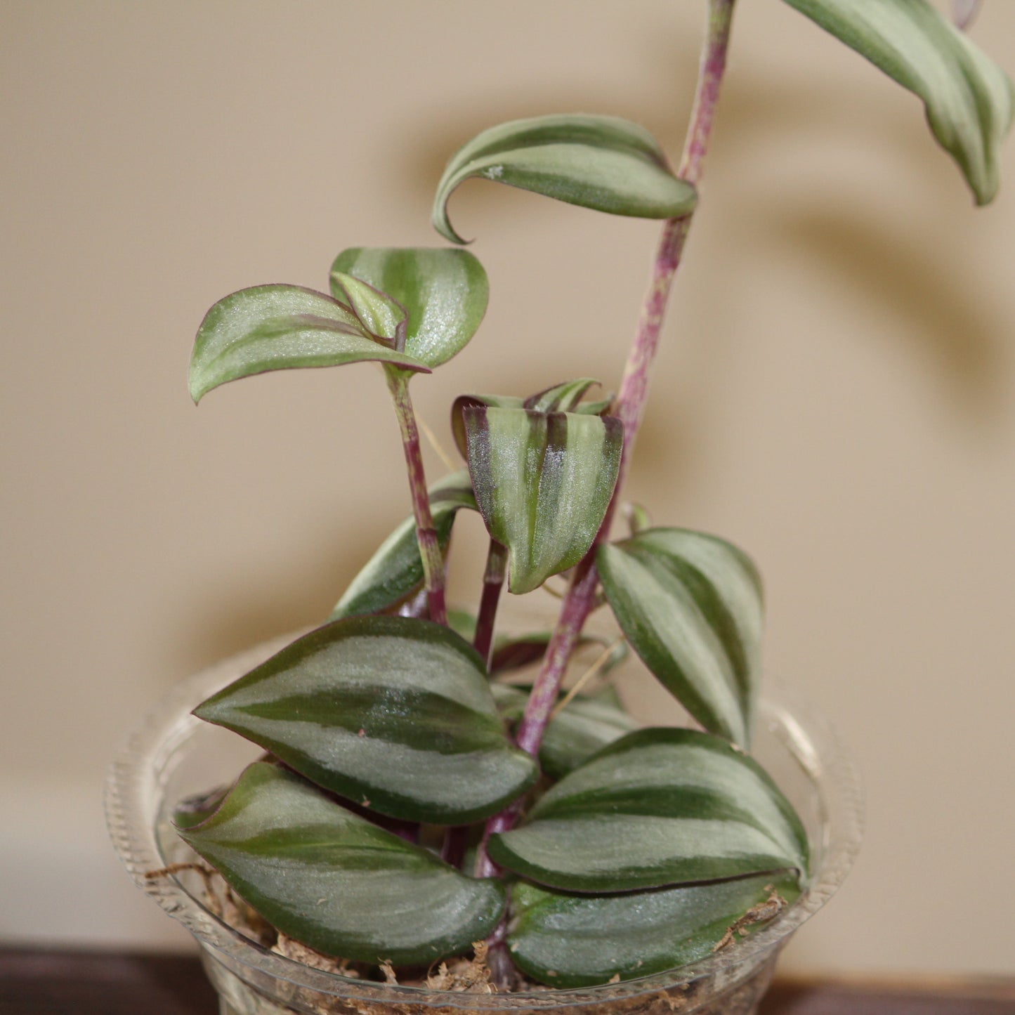 Tradescantia Zebrina or Wondering Jew Wondering Dude