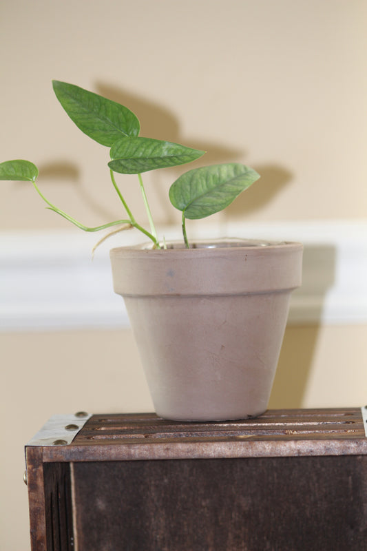 Cebu Blue Pothos