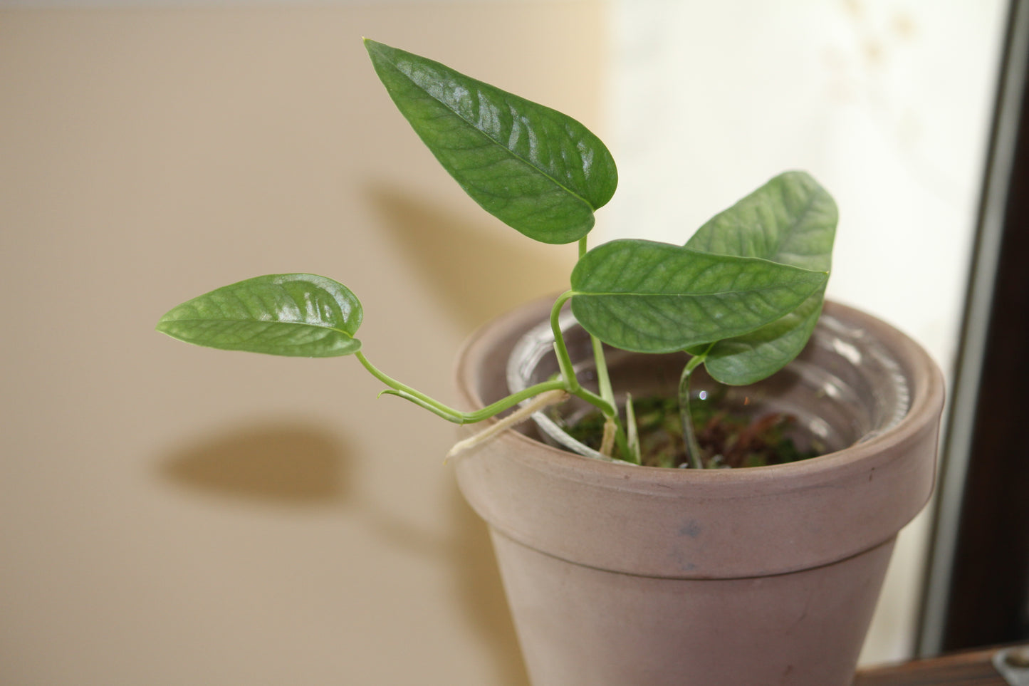 Cebu Blue Pothos