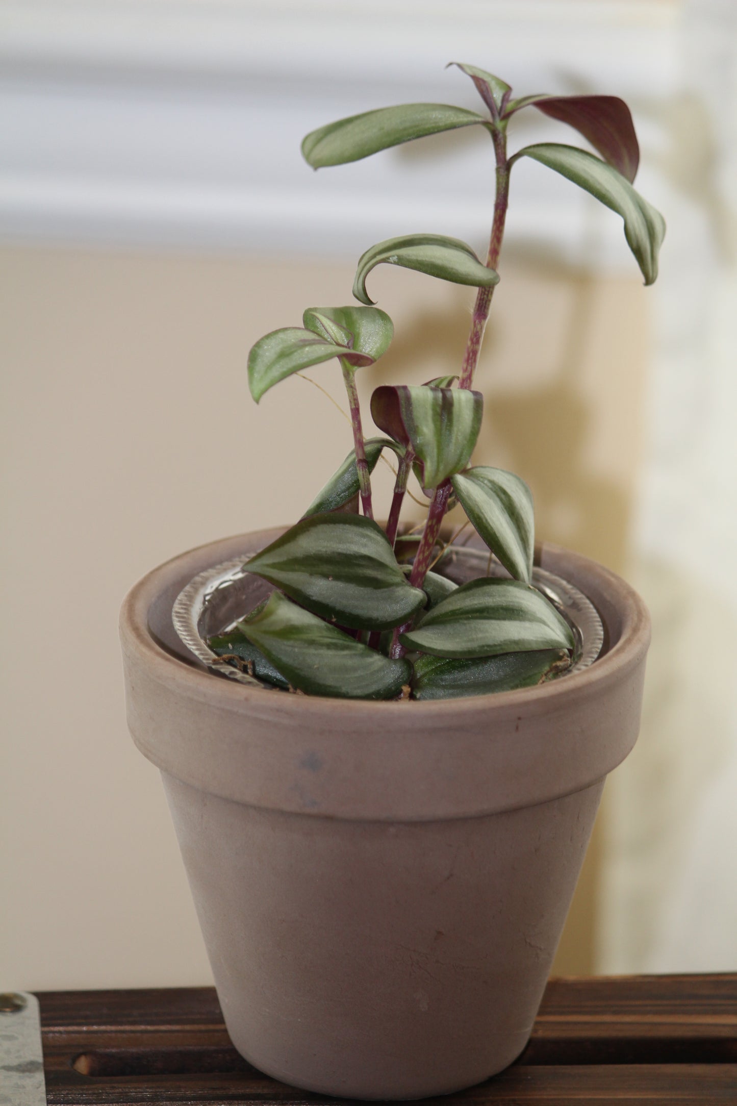 Tradescantia Zebrina or Wondering Jew Wondering Dude