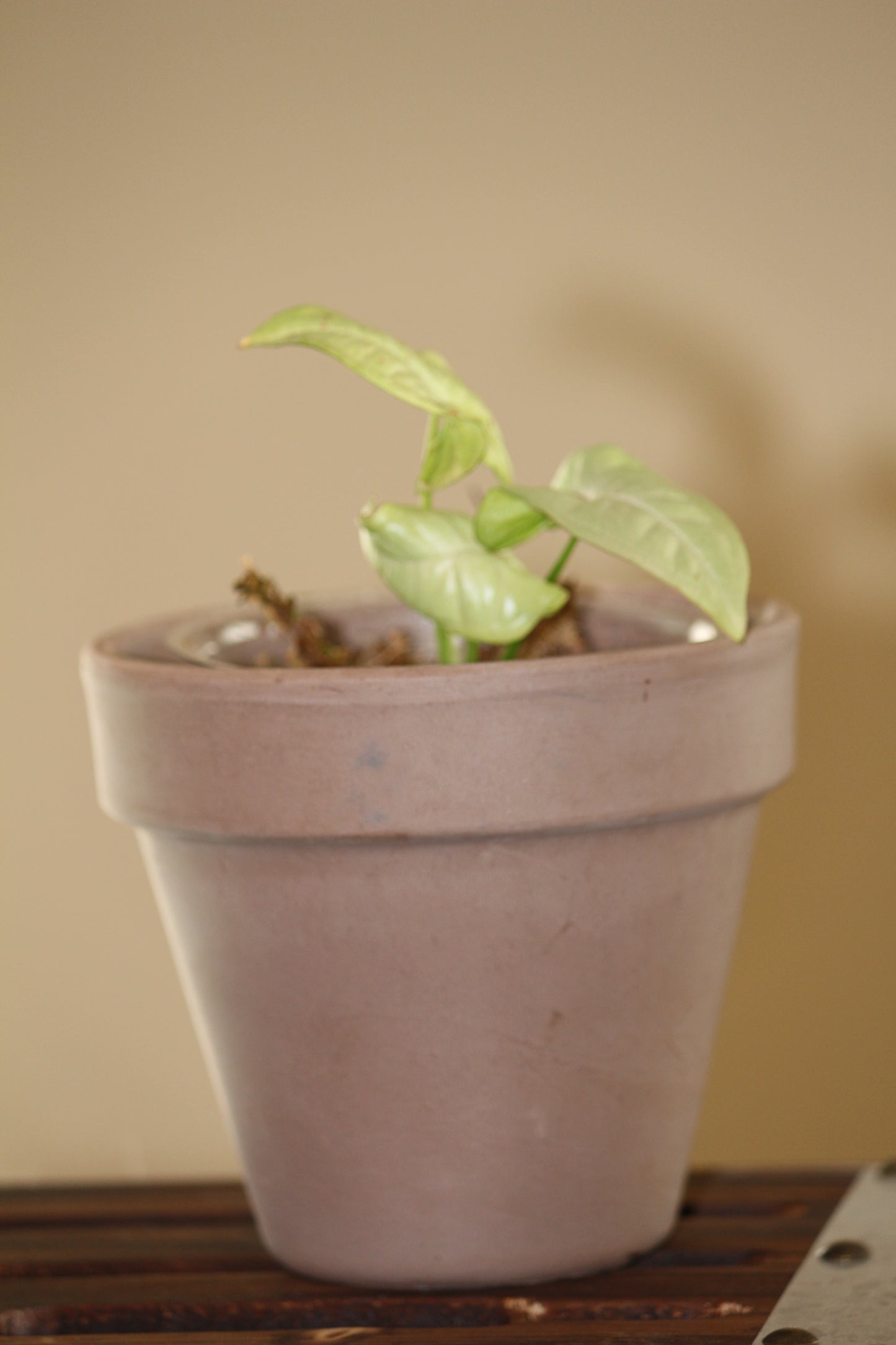 Syngonium Milk Confetti