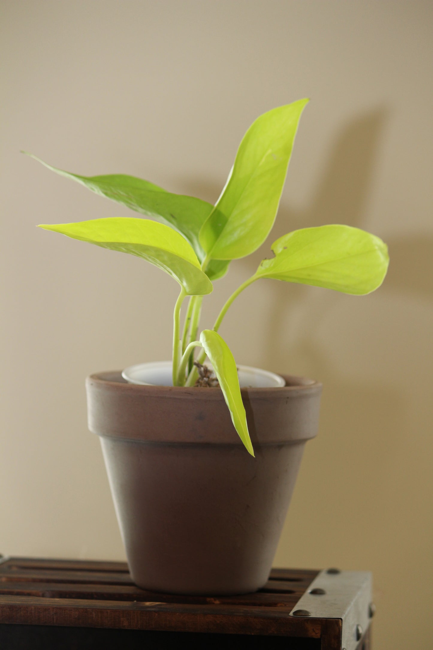 Neon Pothos