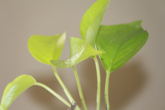 Neon Pothos