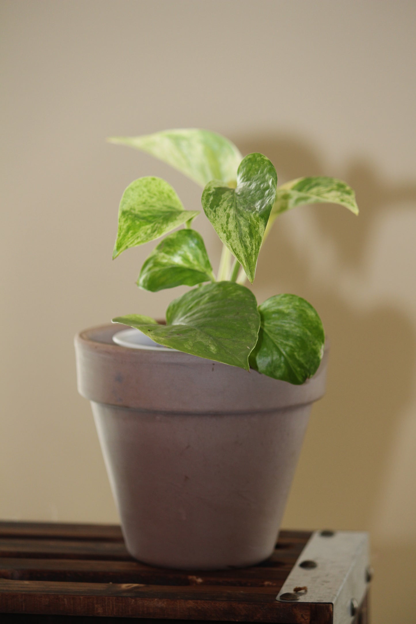 Golden Pothos starter plant