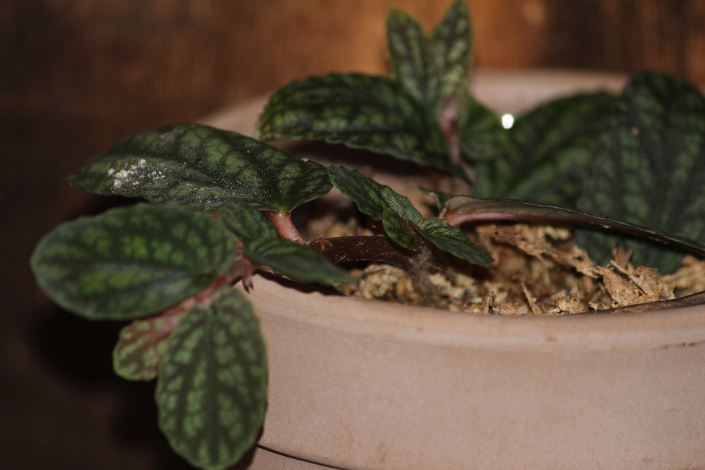 Watermelon Begonia