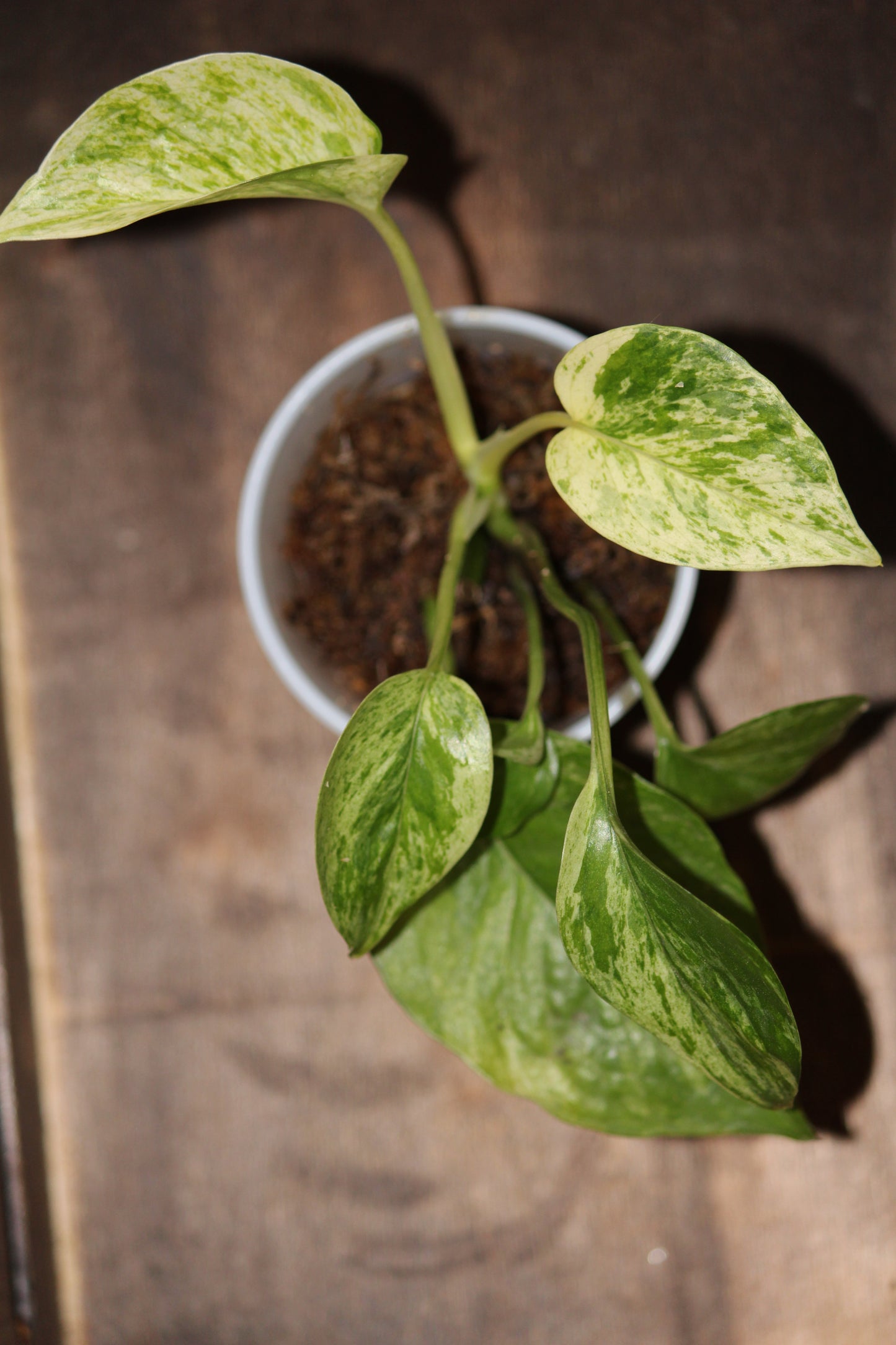 Golden Pothos starter plant