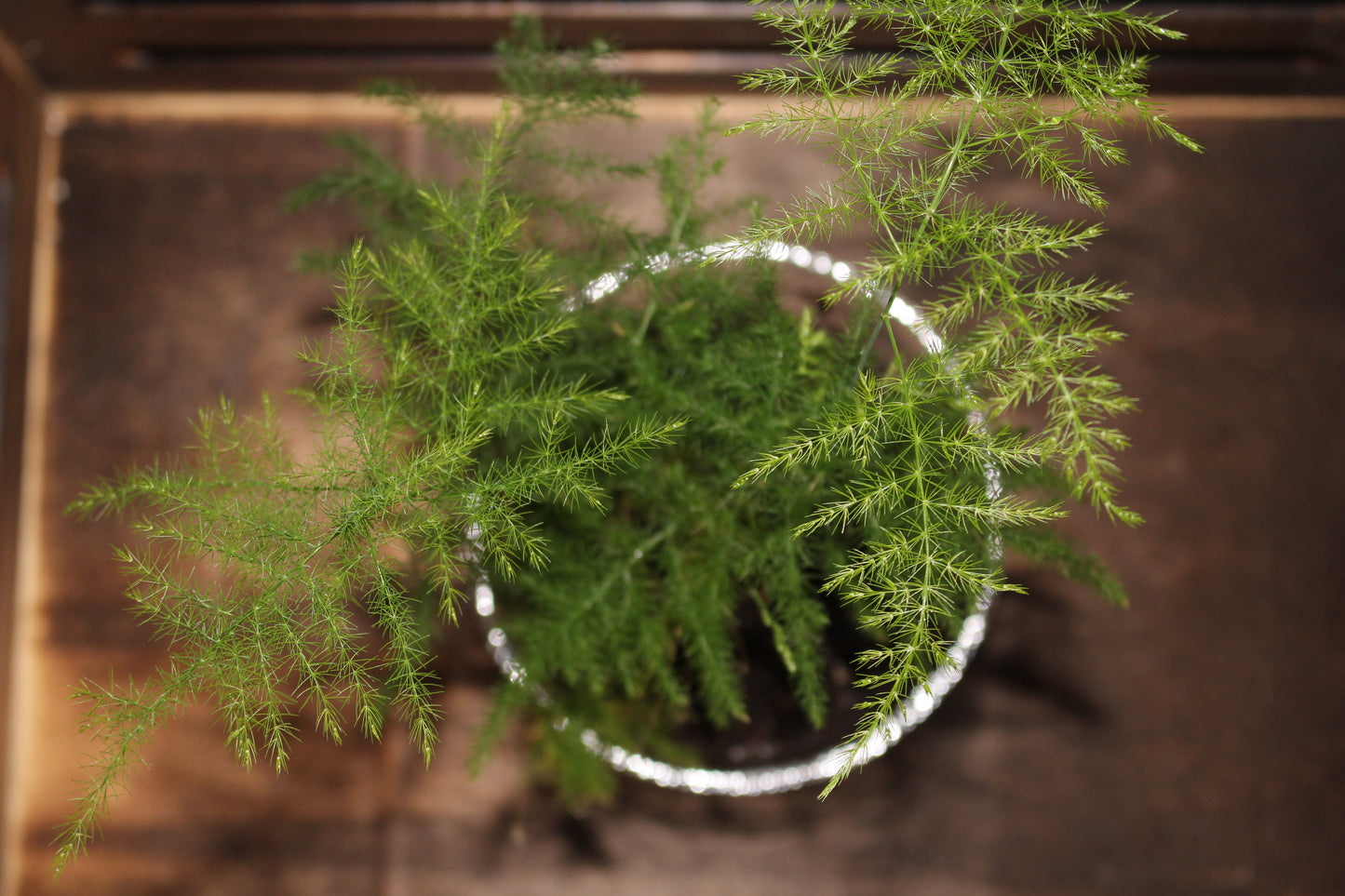 Asparagus Fern or Fern Leaf Plumosa