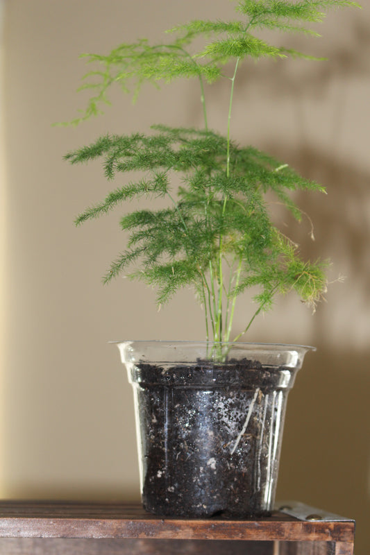 Asparagus Fern or Fern Leaf Plumosa